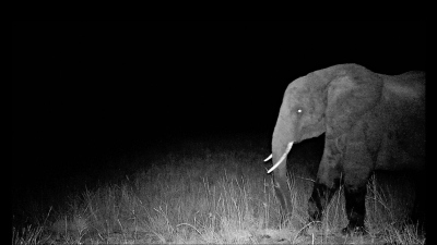 Ghost Elephants (Werner Herzog)