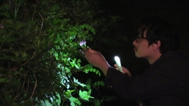 What Does That Nature Say to You (Hong Sangsoo)